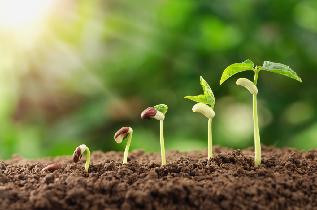seed to seedlings